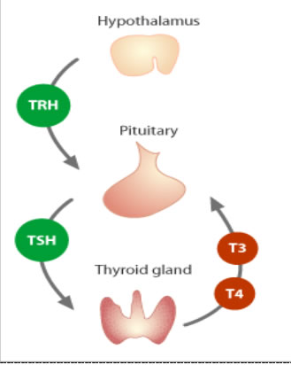 Functions of the Thyroid Gland